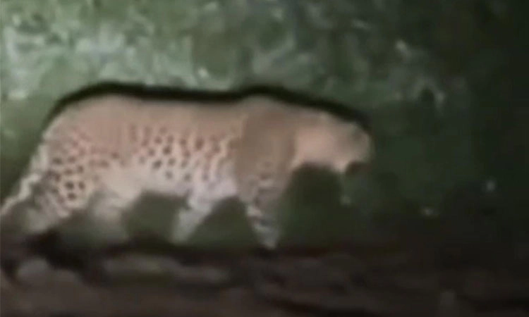 Leopard Sightings in Farmlands Cause Panic Across Bailhongal Villages; Forest Department to Place Cages