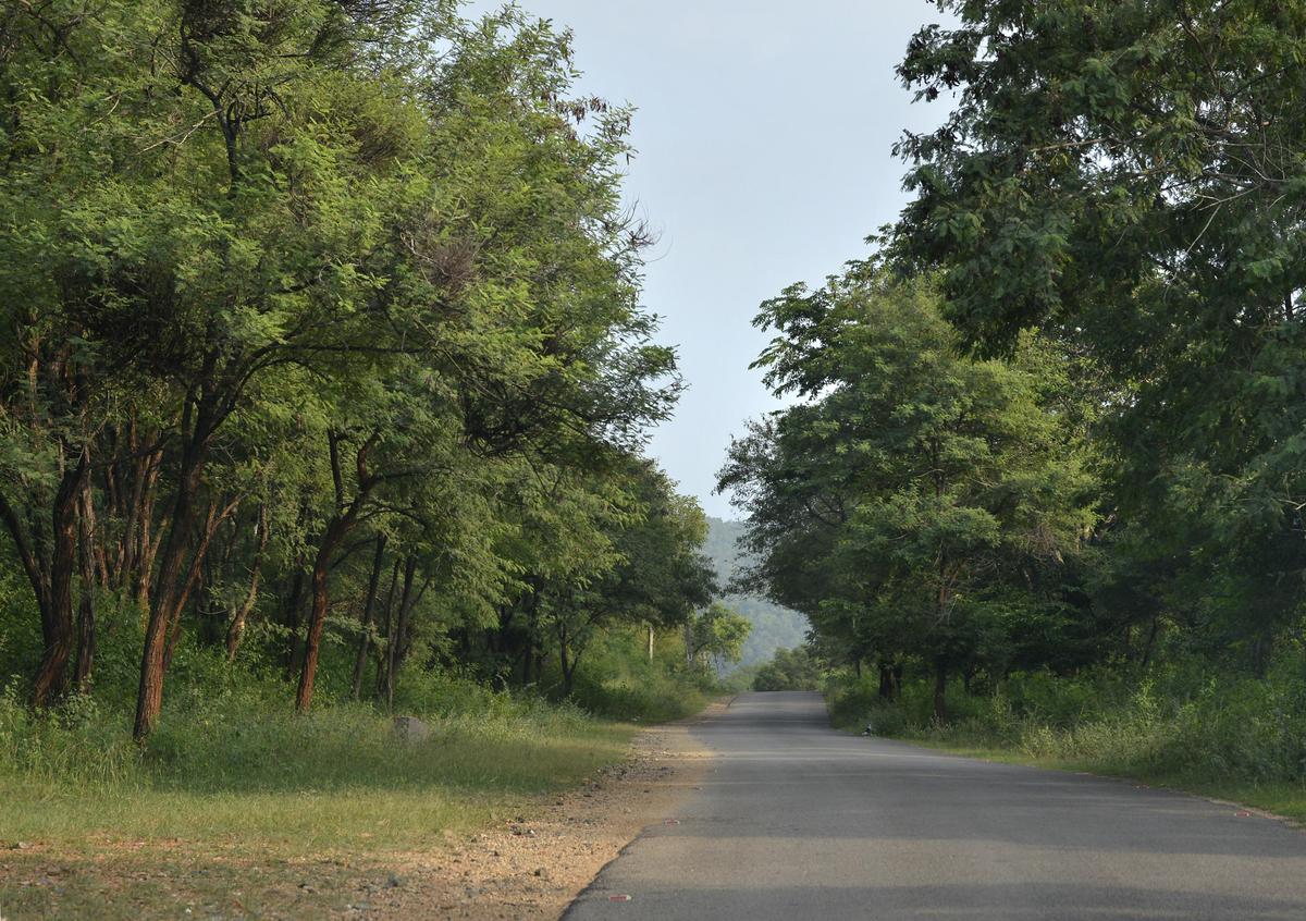 Tensions Escalate in Hanur After Forest Shooting and Attacks on Anti-Poaching Camps